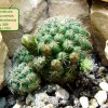 Sulcorebutia_ tarabucoensis _ssp.callecallensis _Lau _389_ 05